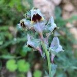 Linaria tristis Квітка