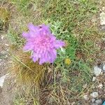 Knautia collinaBloem