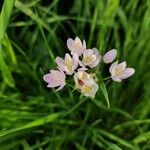 Allium massaessylum Blomma