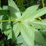 Merremia tuberosa 葉