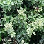 Galium rubioides Ліст