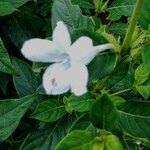 Barleria cristataKukka