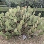 Opuntia scheeri Habitus