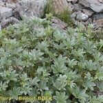 Potentilla valderia Habit