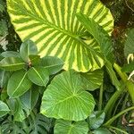 Alocasia macrorrhizos Blad