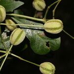 Pisonia macranthocarpa 果實