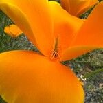 Eschscholzia caespitosa Flower