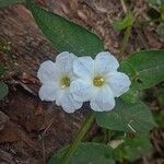 Operculina turpethum Flower