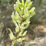 Astragalus monspessulanus Flor