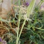 Tragopogon buphthalmoides Bark