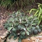 Pachystegia insignis Blatt