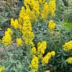 Solidago speciosa Blomma