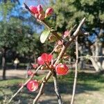 Chaenomeles speciosaFlower