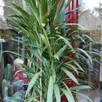 Cordyline stricta Хабит