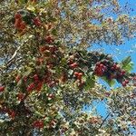 Crataegus azarolusFruit