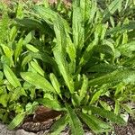 Echium asperrimumLeaf