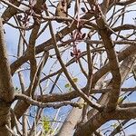 Kigelia africana Meyve