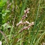 Persicaria decipiens 花