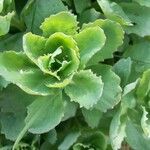 Sedum telephium Leaf