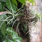 Tillandsia aeranthosЛист