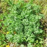 Eryngium bourgatii Blatt