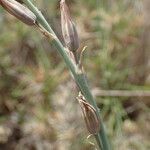 Dipcadi serotinum Fruit