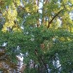 Ginkgo biloba List