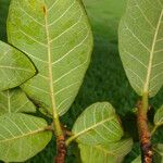 Ficus popenoei List