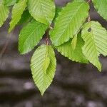 Carpinus orientalis Blad