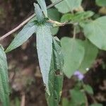 Strobilanthes pentastemonoides Ліст