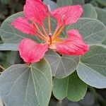 Bauhinia galpinii Квітка