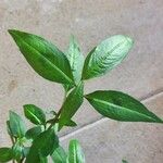 Persicaria odorata Blad