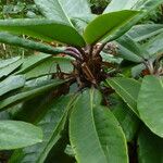 Rhododendron pudorosum Hoja