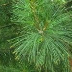 Pinus strobus Blatt