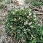 Astragalus greuteri Habitus