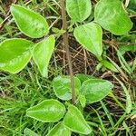 Jasminum fluminense Levél