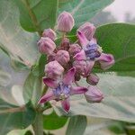 Calotropis gigantea 花