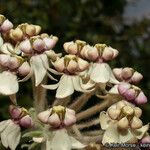 Asclepias eriocarpa फूल