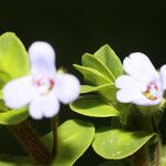 Bacopa salzmannii Virág