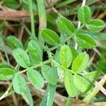 Vicia lathyroides Levél