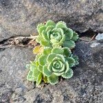 Saxifraga paniculataЛист