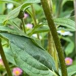 Echinacea purpurea Hoja