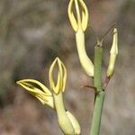 Ceropegia dichotoma Fruit