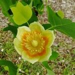 Liriodendron tulipiferaЦвят