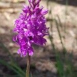 Dactylorhiza maculataCvet