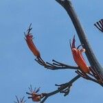 Phormium tenax Flower