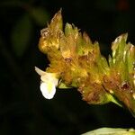 Hylaeanthe unilateralis Blomst