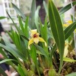 Maxillaria variabilis Floare