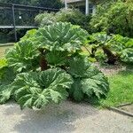 Gunnera tinctoria موطن