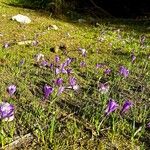 Crocus heuffelianus Çiçek